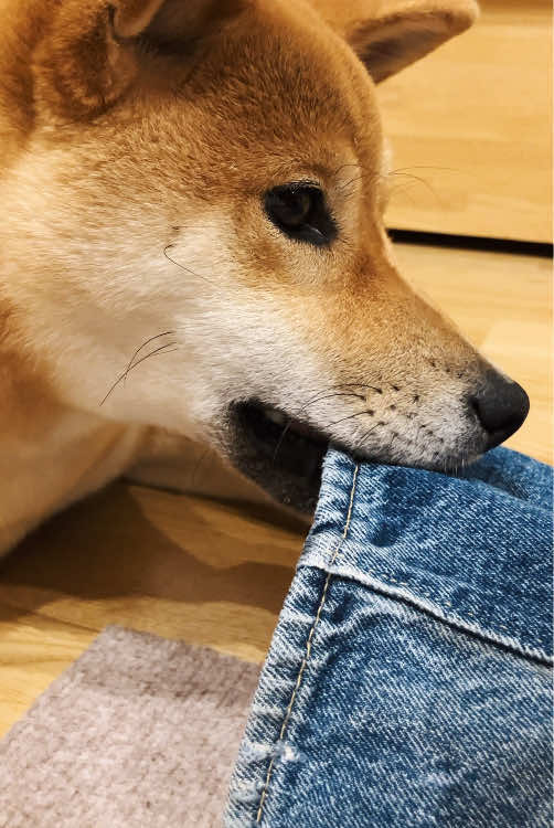 @柴犬座〜The Shiba Inu〜
