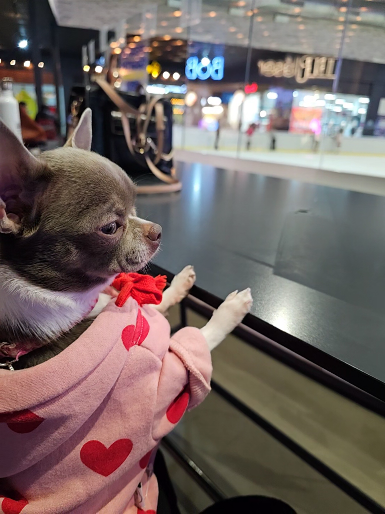 @RufinaChihuahua
