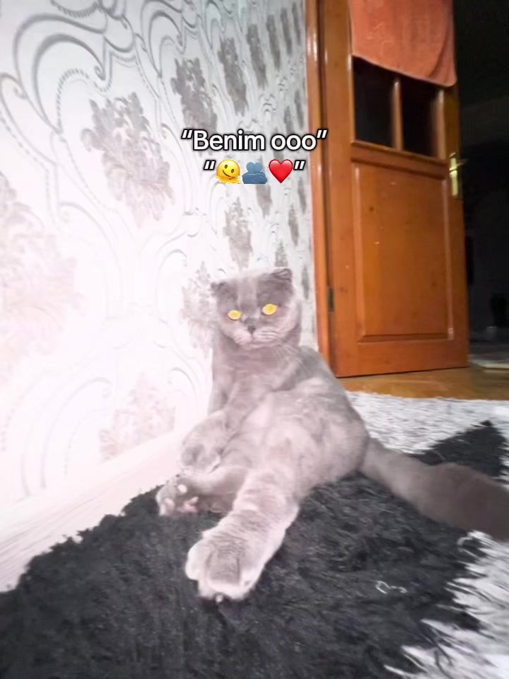 @Mämmedow_🪐