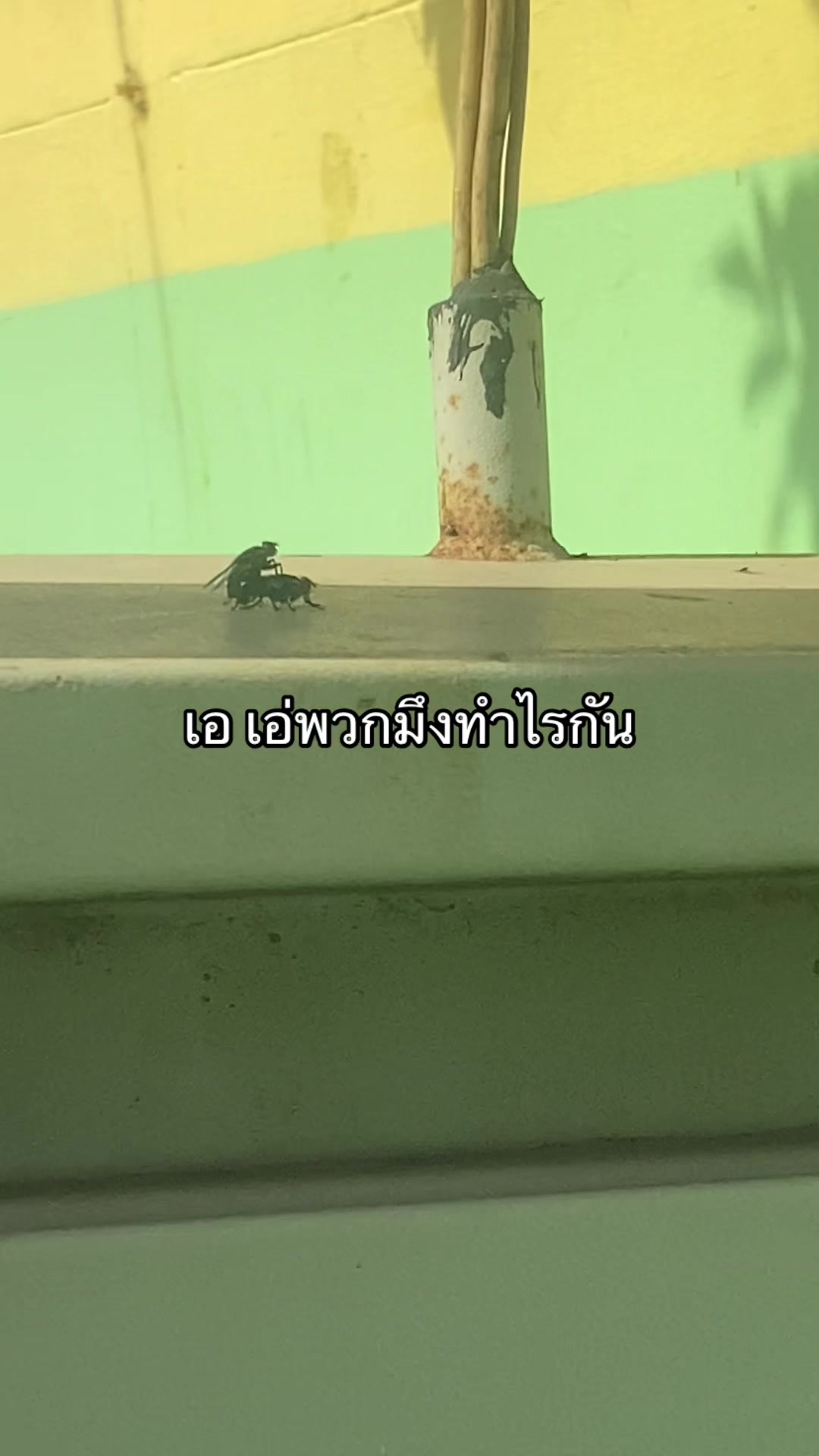 @ญ่าเอง‘ง🐽🦊