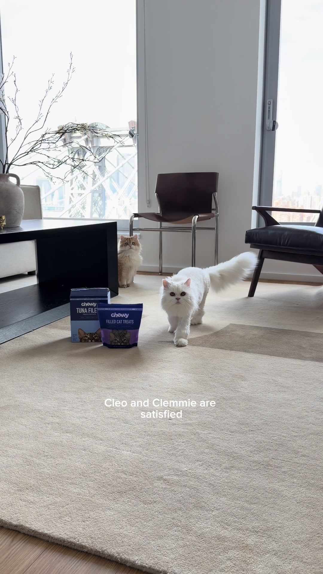 @Cleo the City Kitty