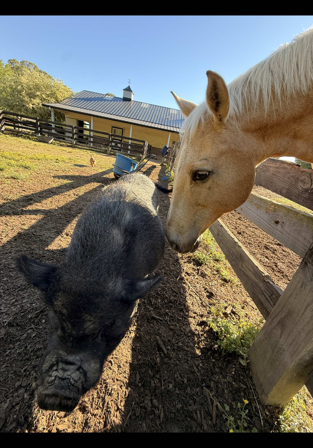 @Boos Little Farm