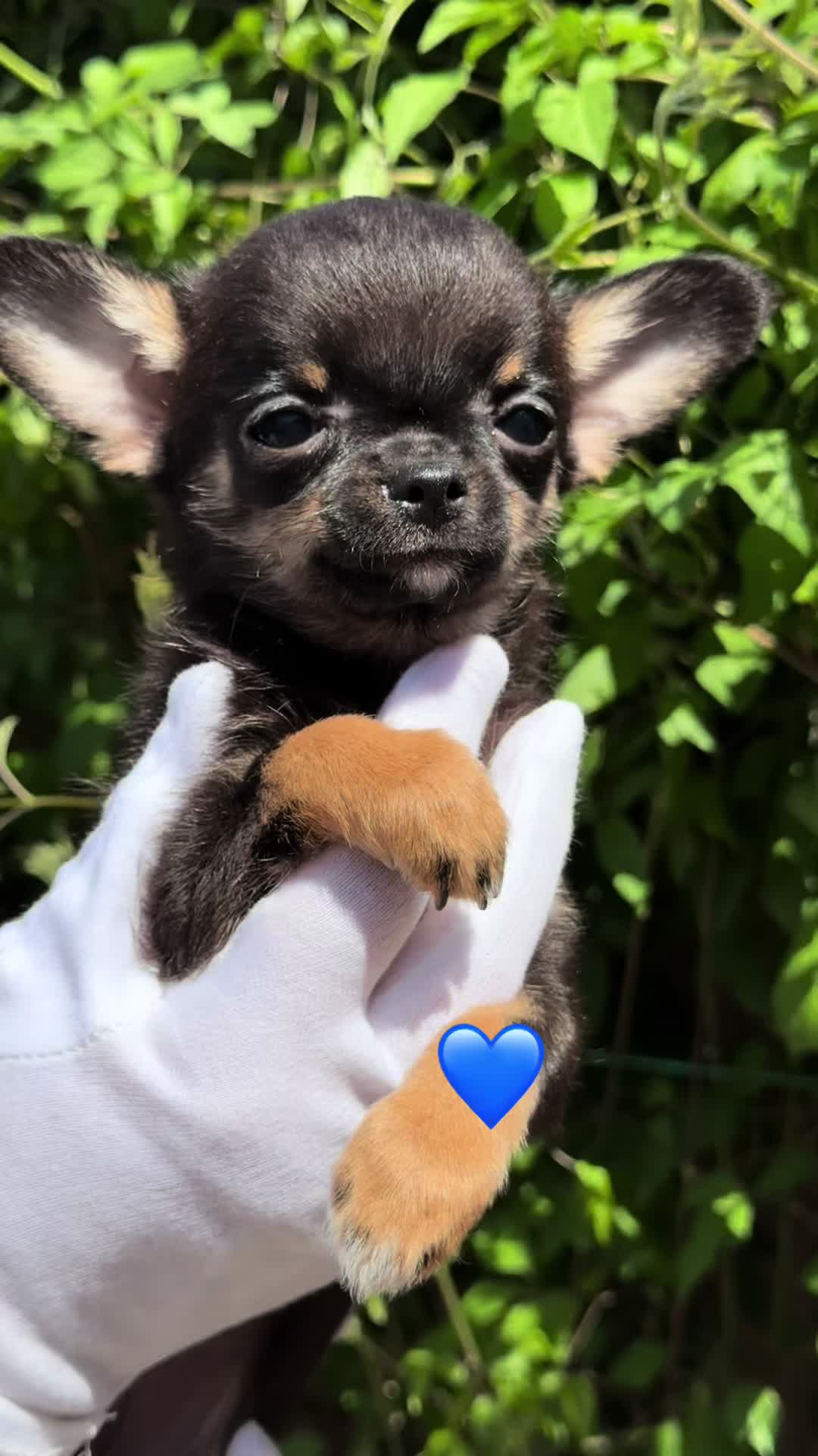 @Гарнюні чіхуахуа❤️
