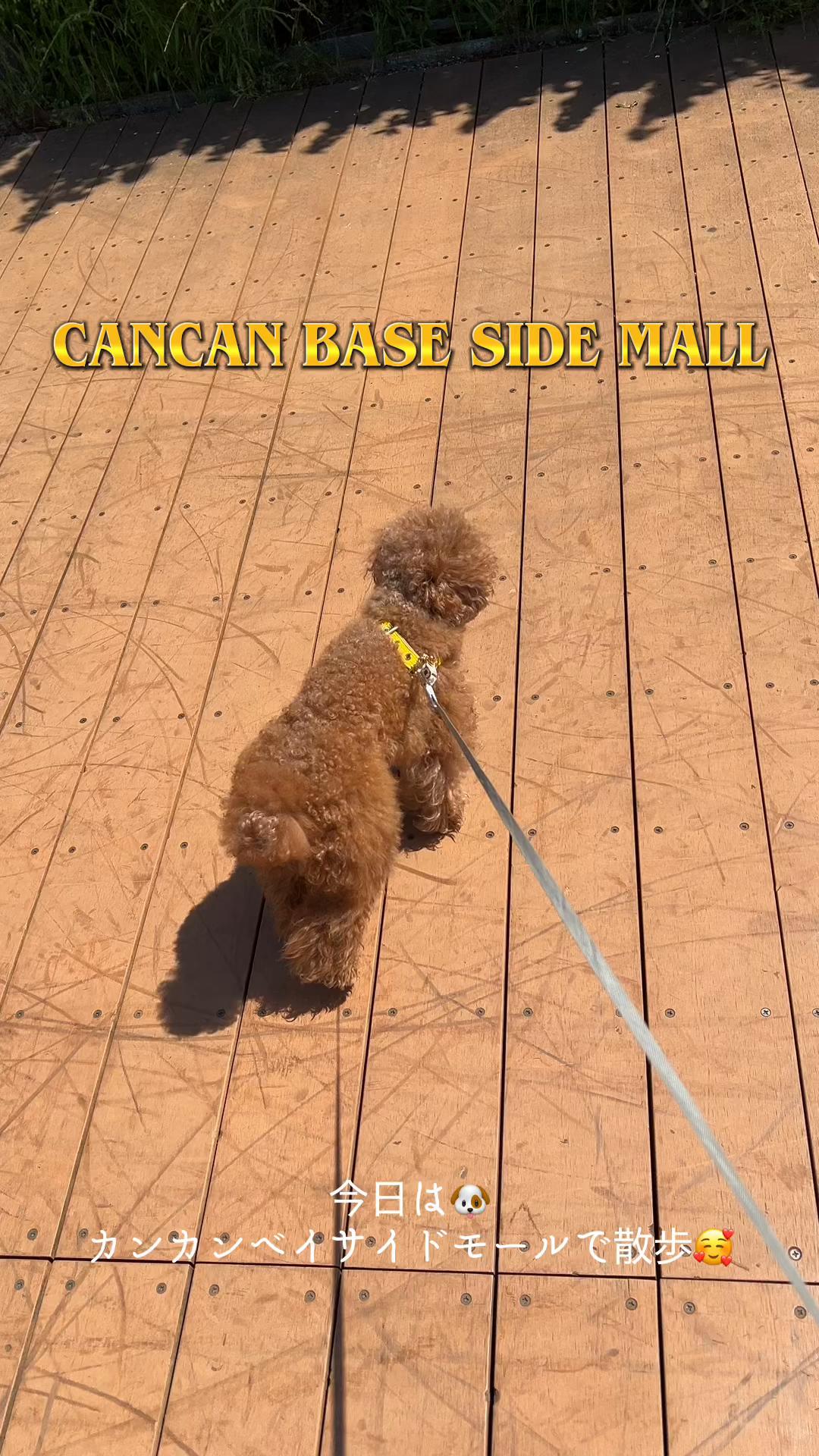 @✯ ♱ ♛ 𝕵𝖎𝖗𝖚 ♛ ♱ ✯
