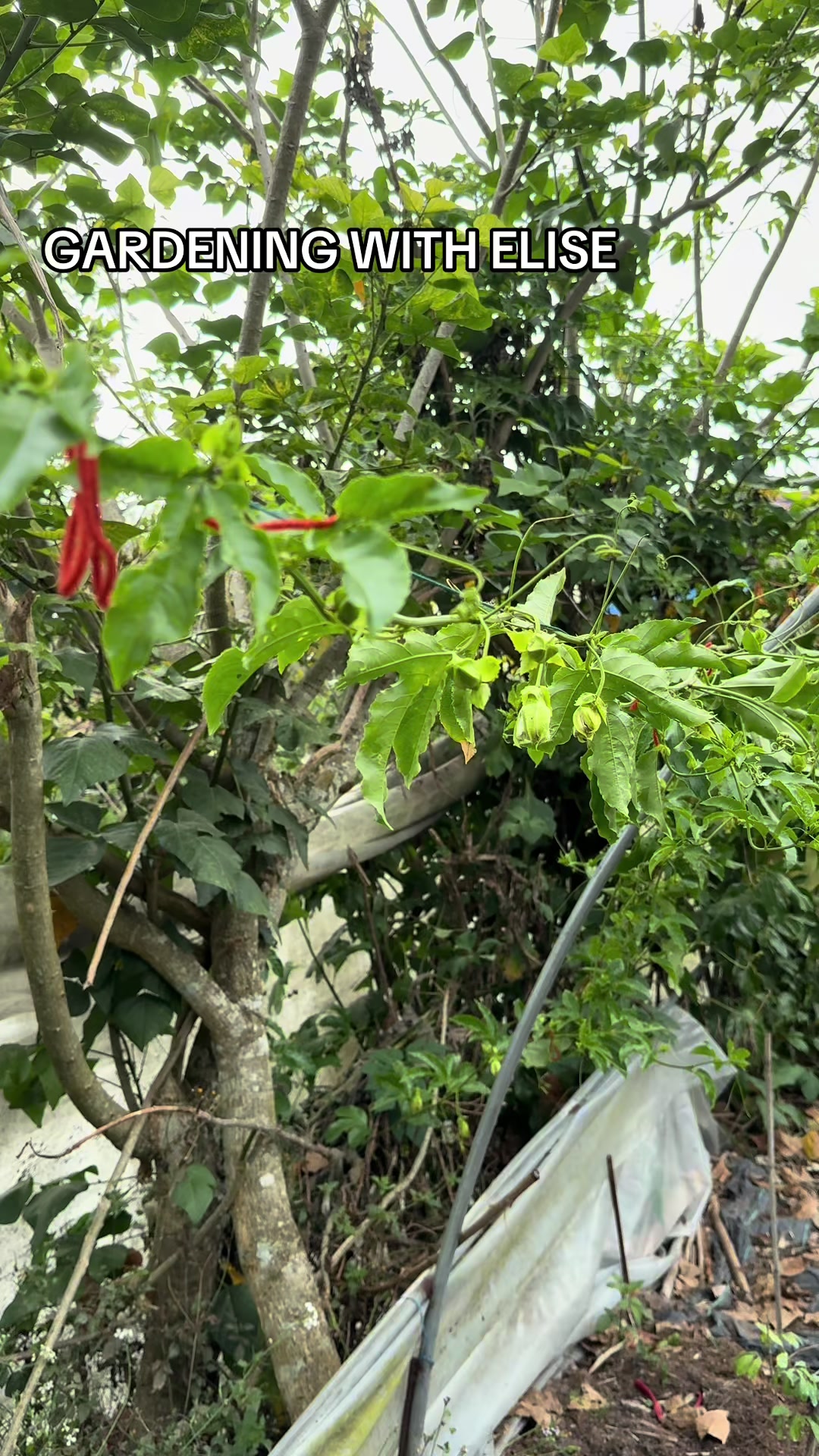 @Gardening with ELISE
