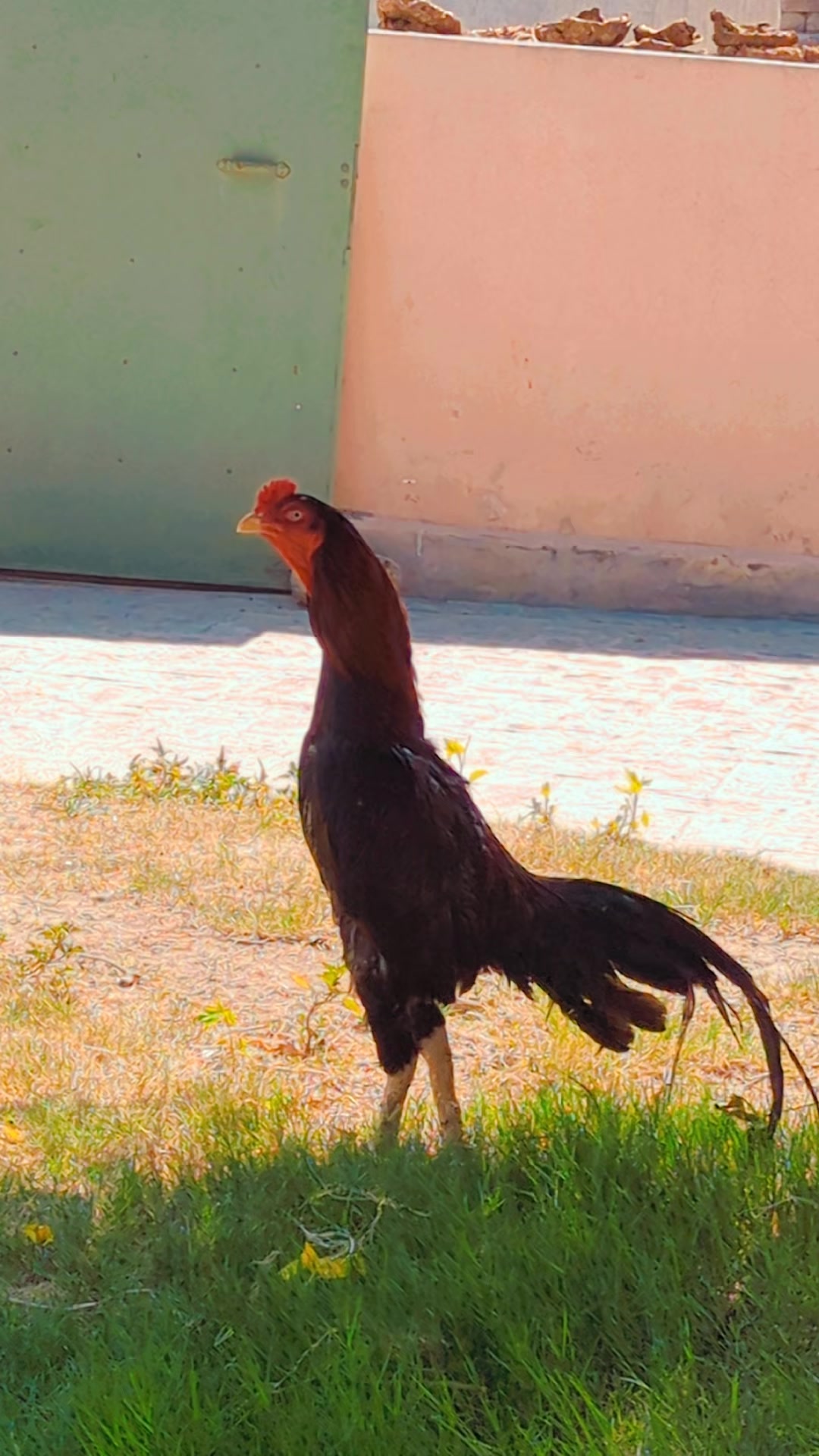 @Aseel 🐓