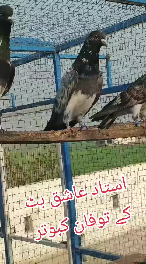 @Malik Arslan 🇵🇰🇸🇦