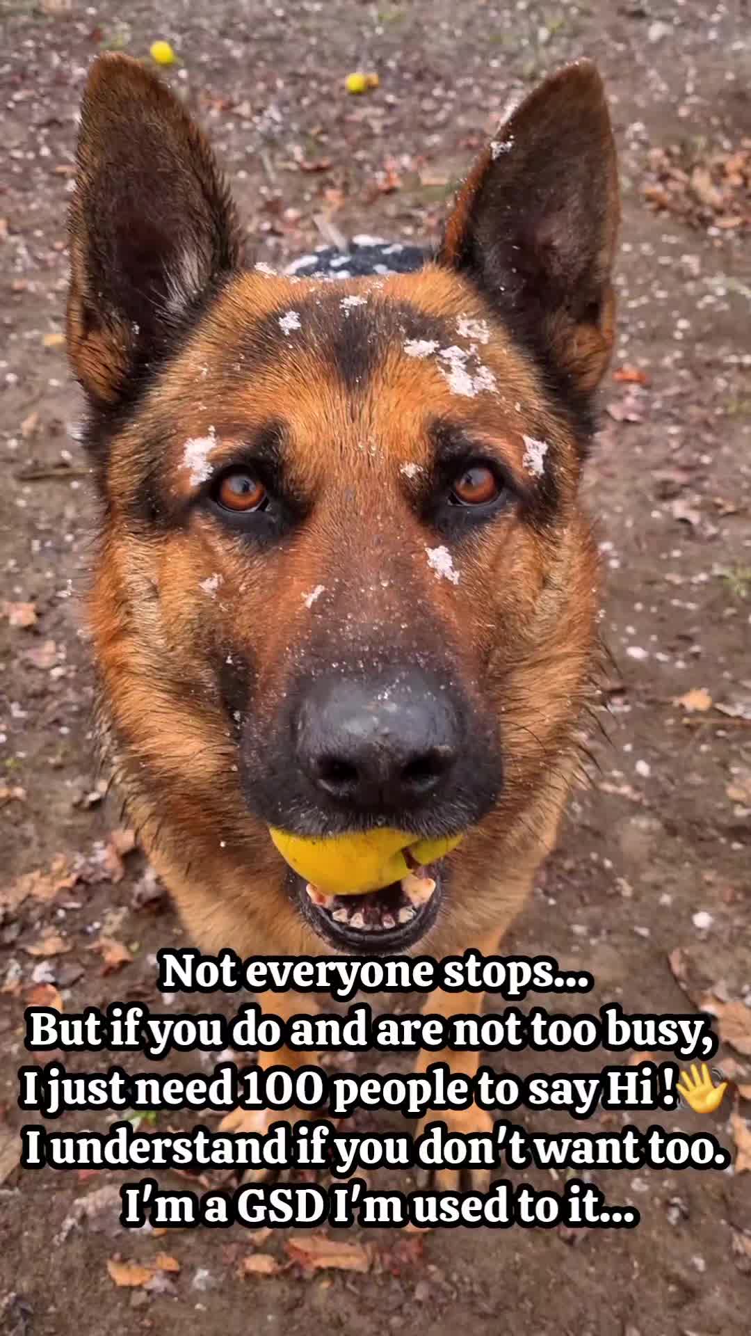 @germansheperd.Rexi