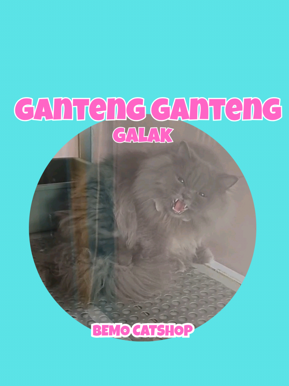 @Bemo Catshop