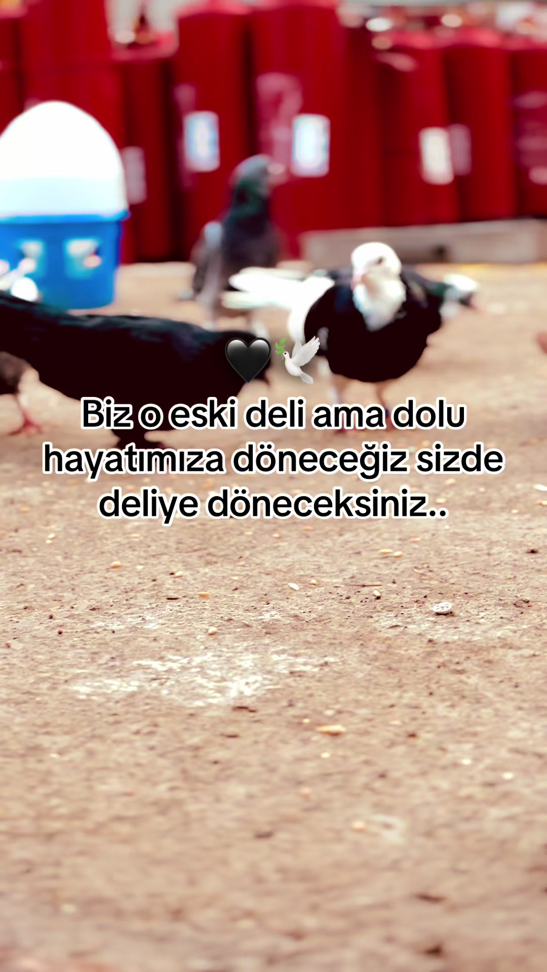 @storhanem63.01