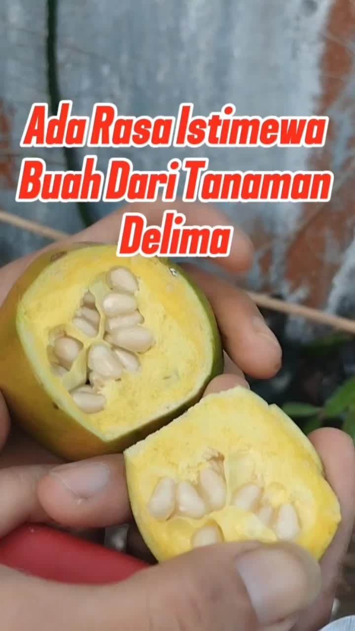 @Bukit Farming