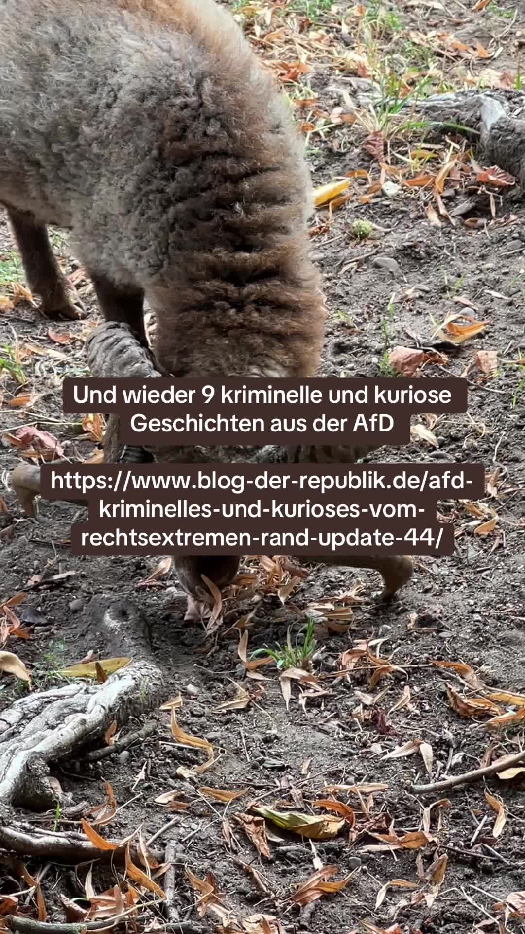 @Contra.AfD