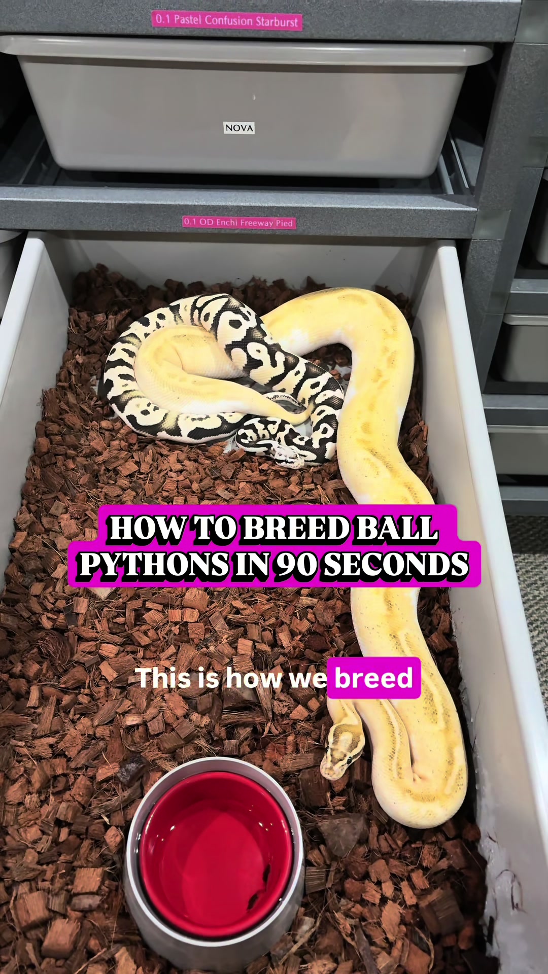 @Balls Of Fury Ball Pythons