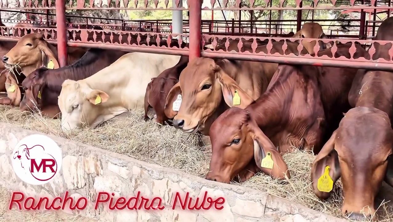 @Rancho Piedra Nube