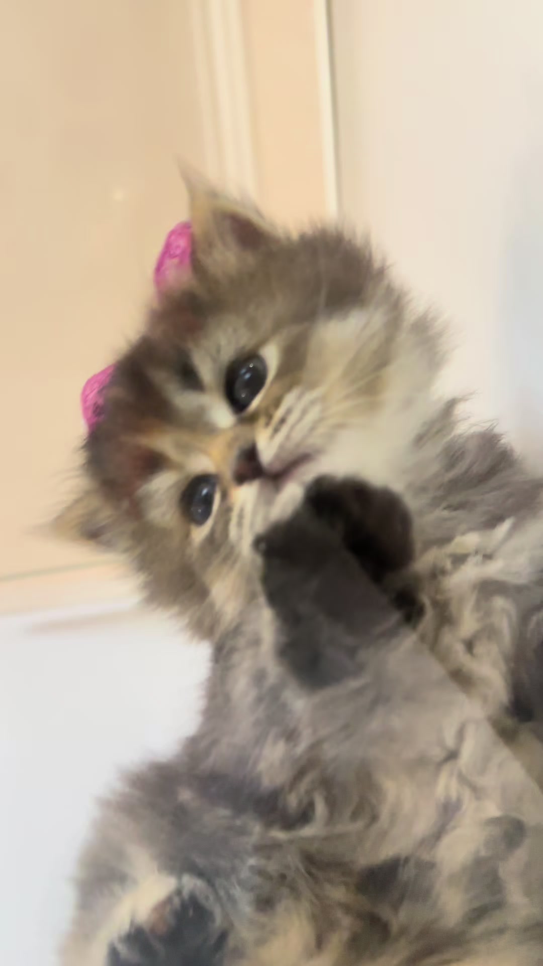 @cat.sheri.kittens