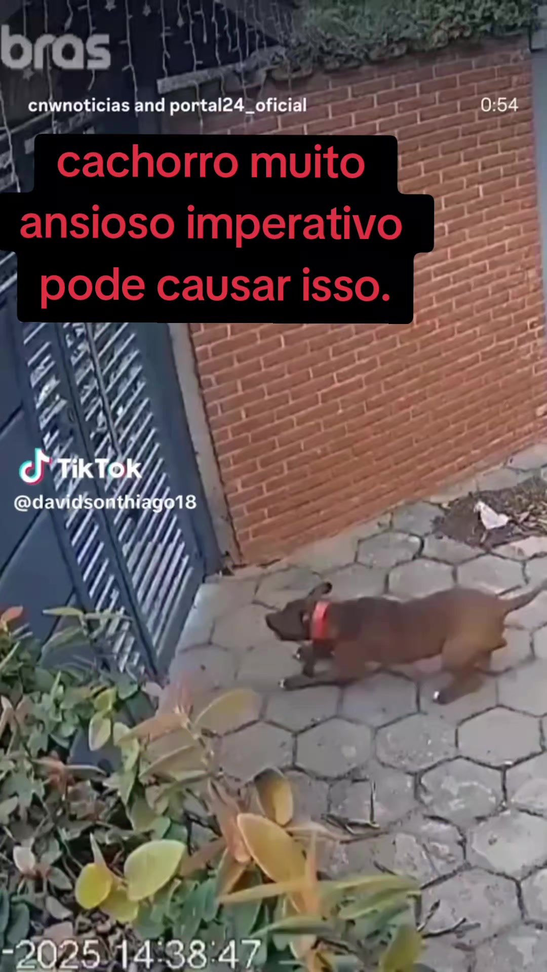 @cachorro de pobre