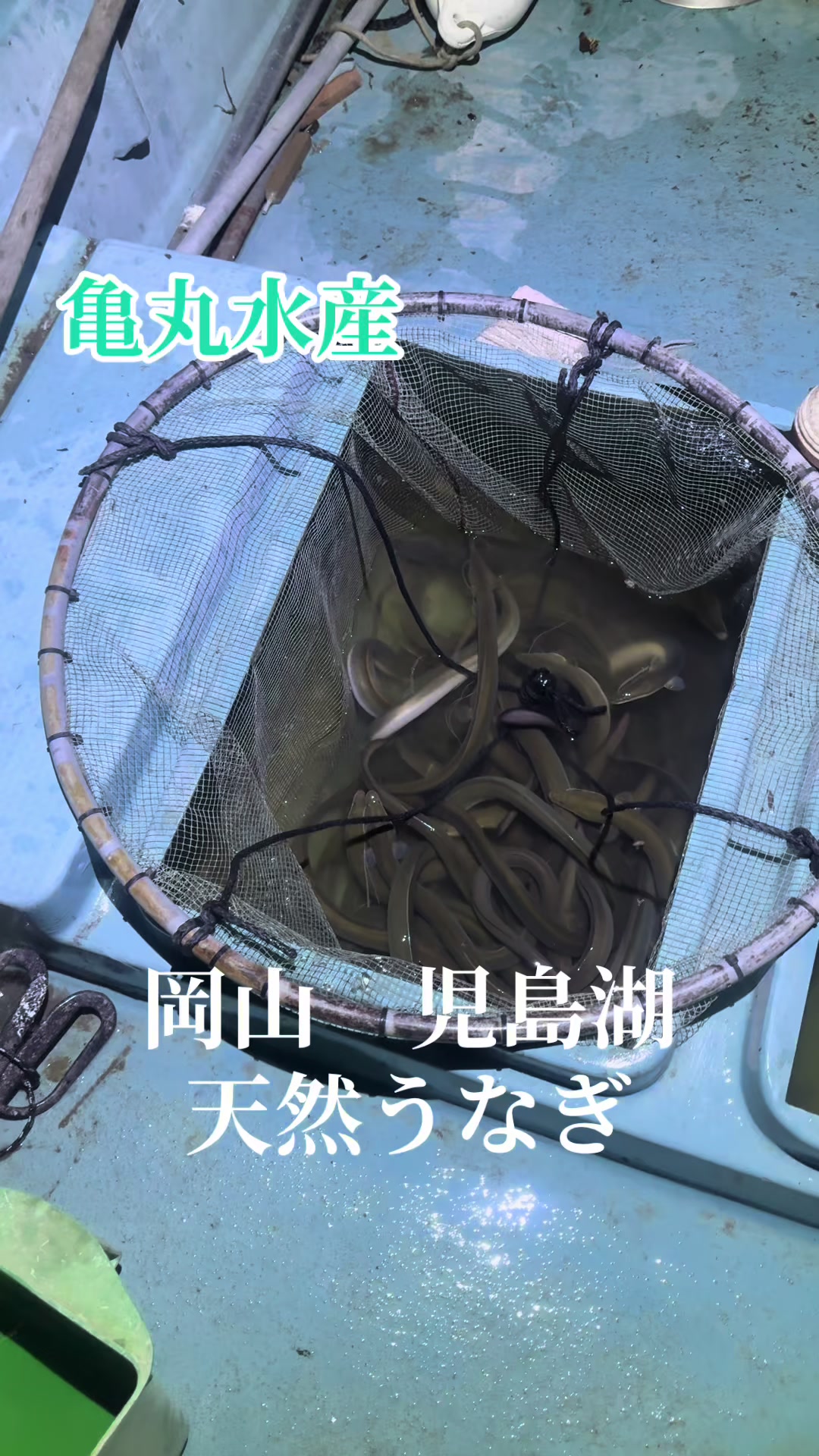 @亀丸水産社長🐢