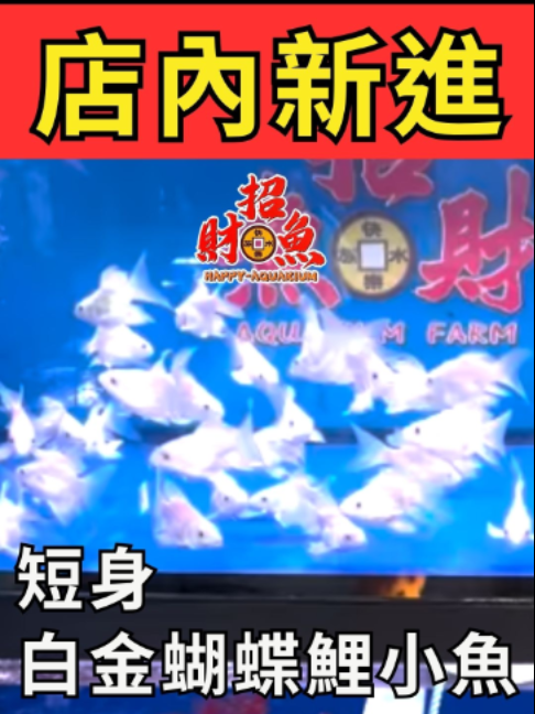 @招財魚水族精品