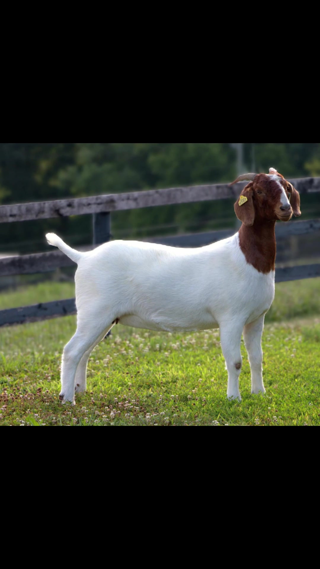 @Klein Kraal Farm🐐