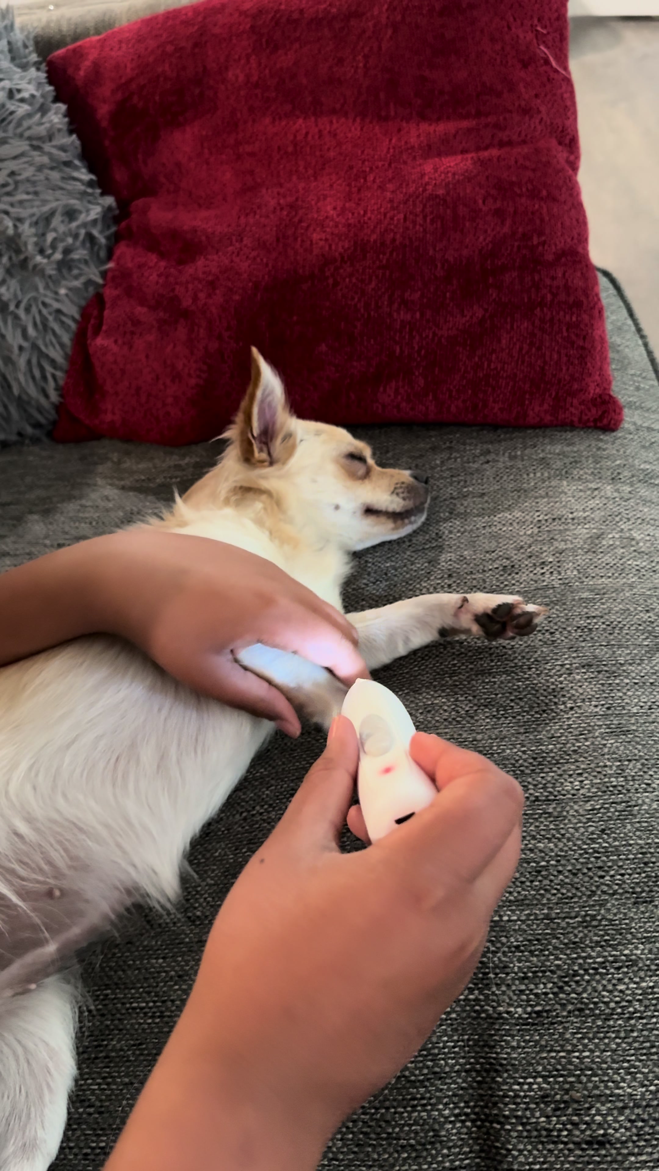 @🐕🐾MayaTheChihuahua🐾🐕