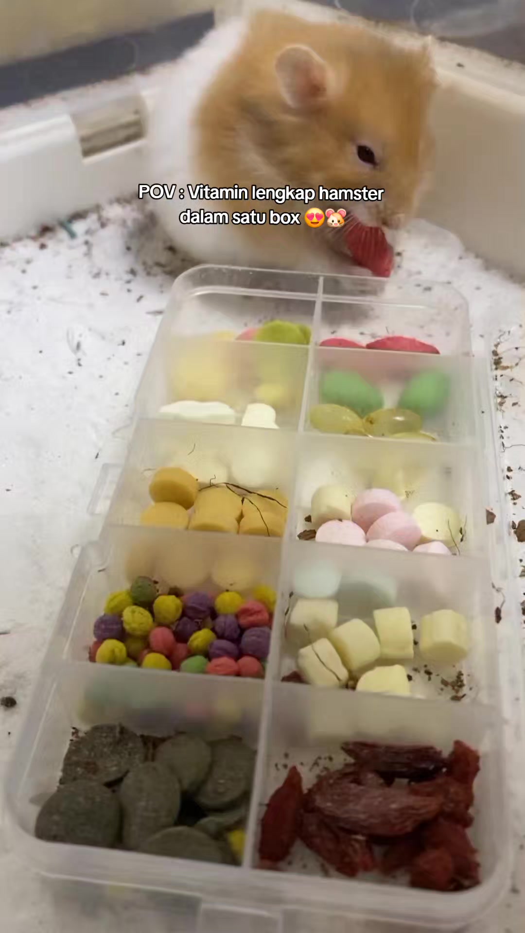 @TamaGo Pet