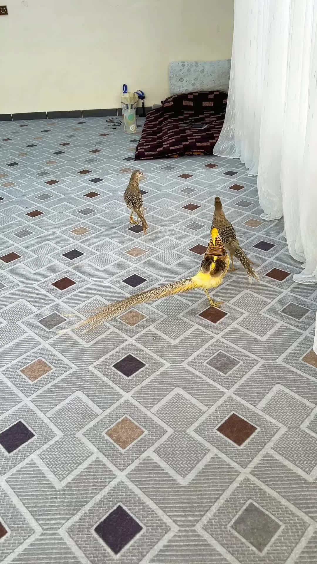 @ابوليره