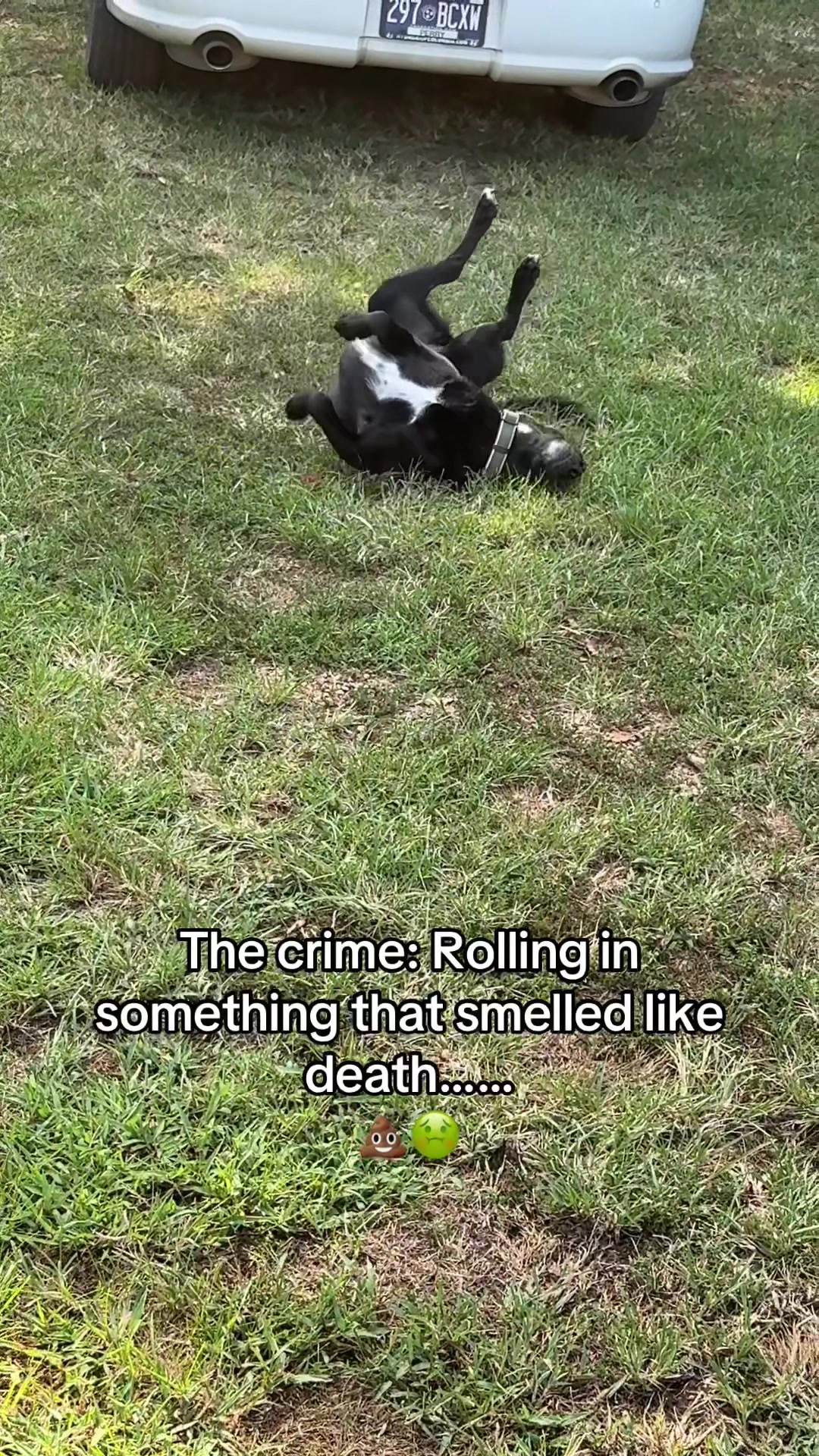 @Harry and Pals