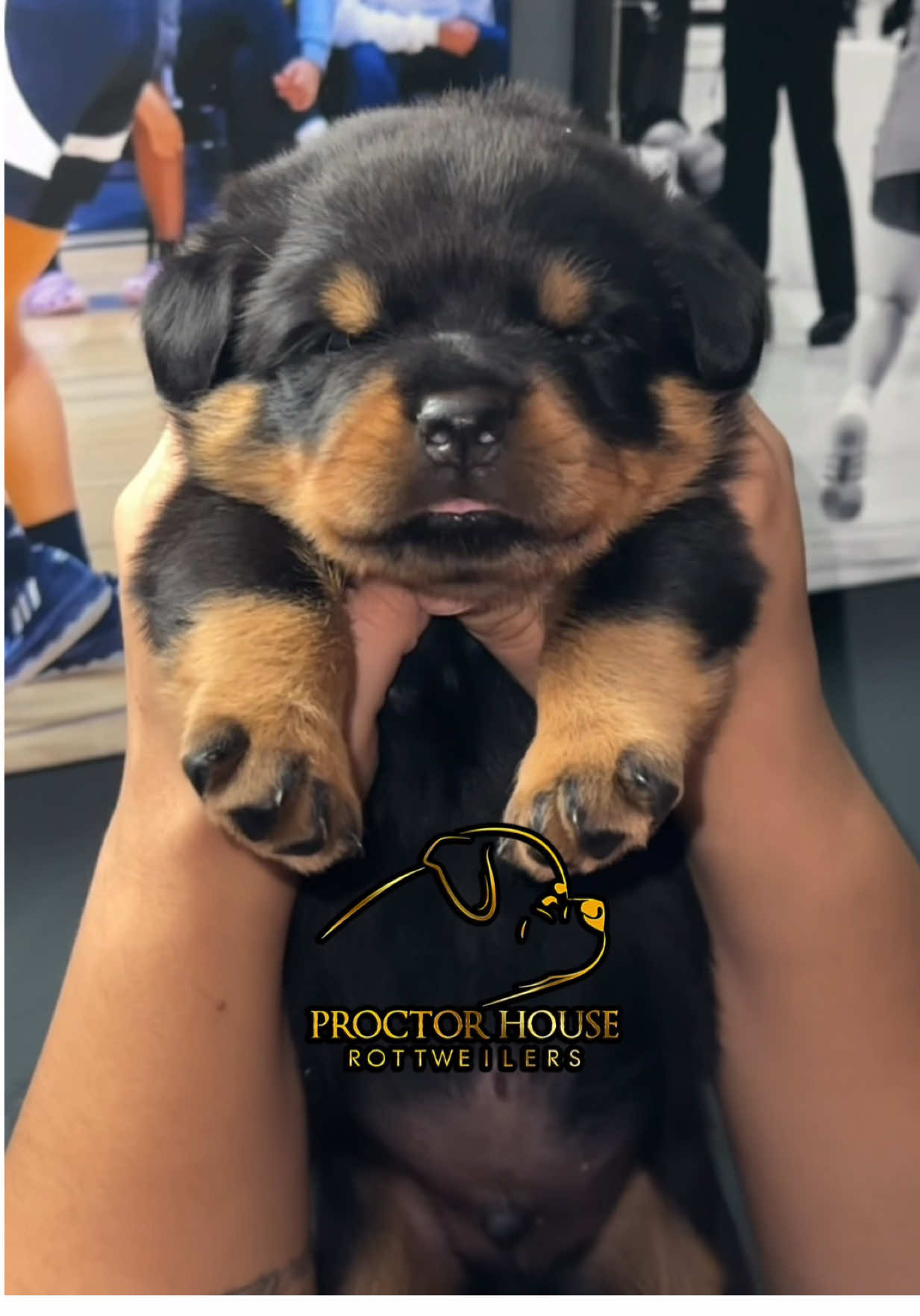 @Proctor House Rottweilers