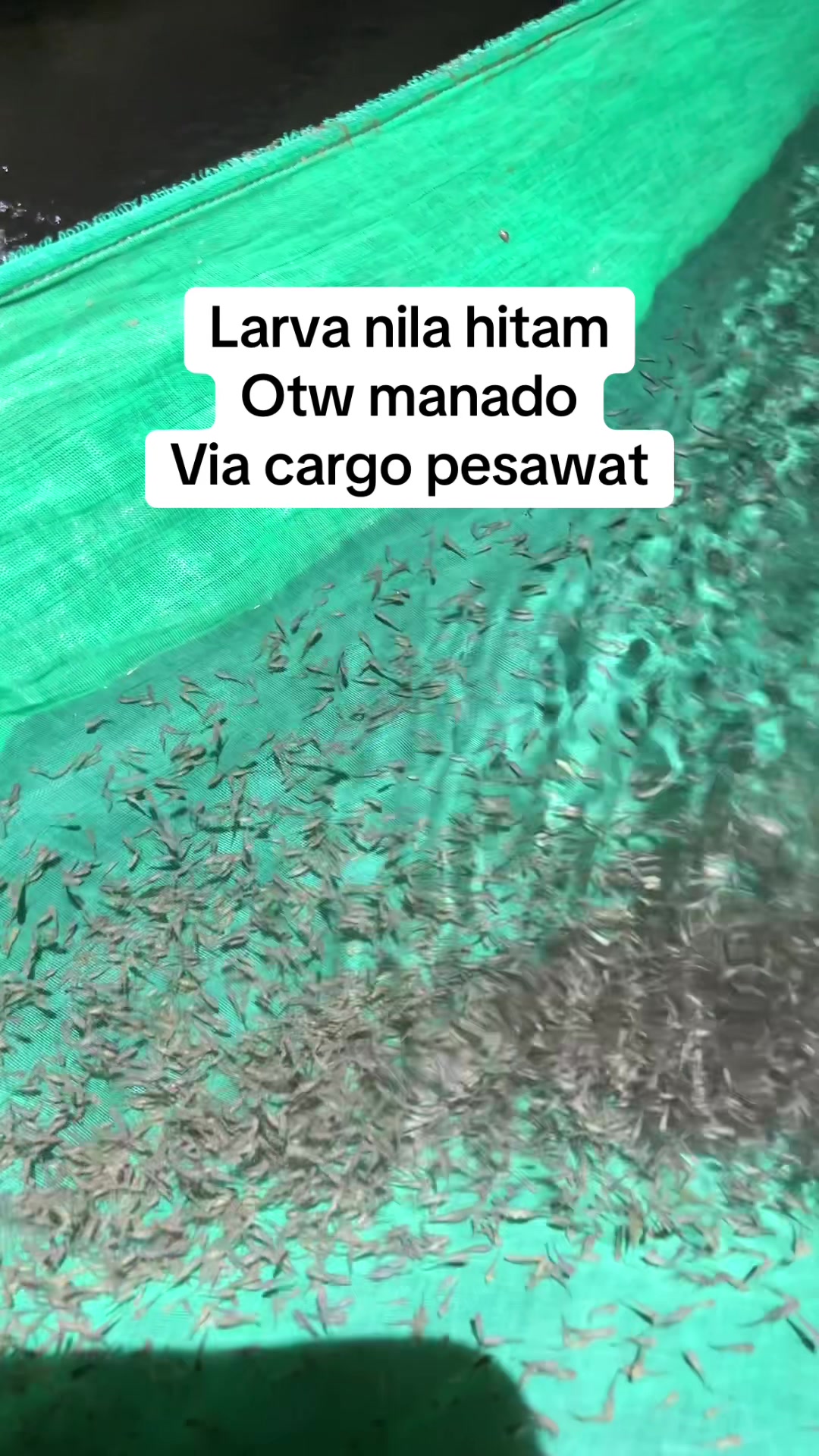 @bibitikanjawatimur