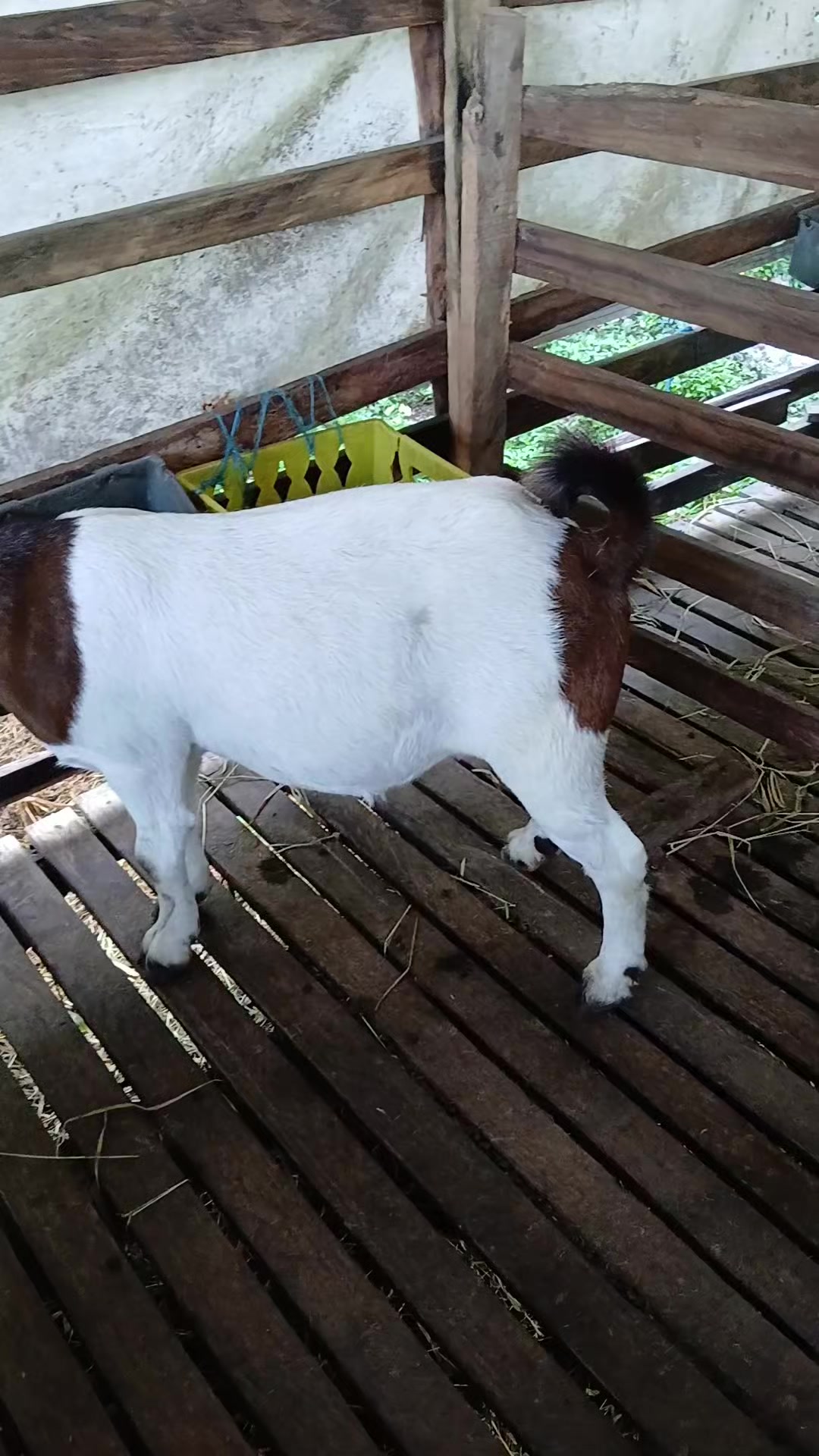 @Hillside farms 🐐