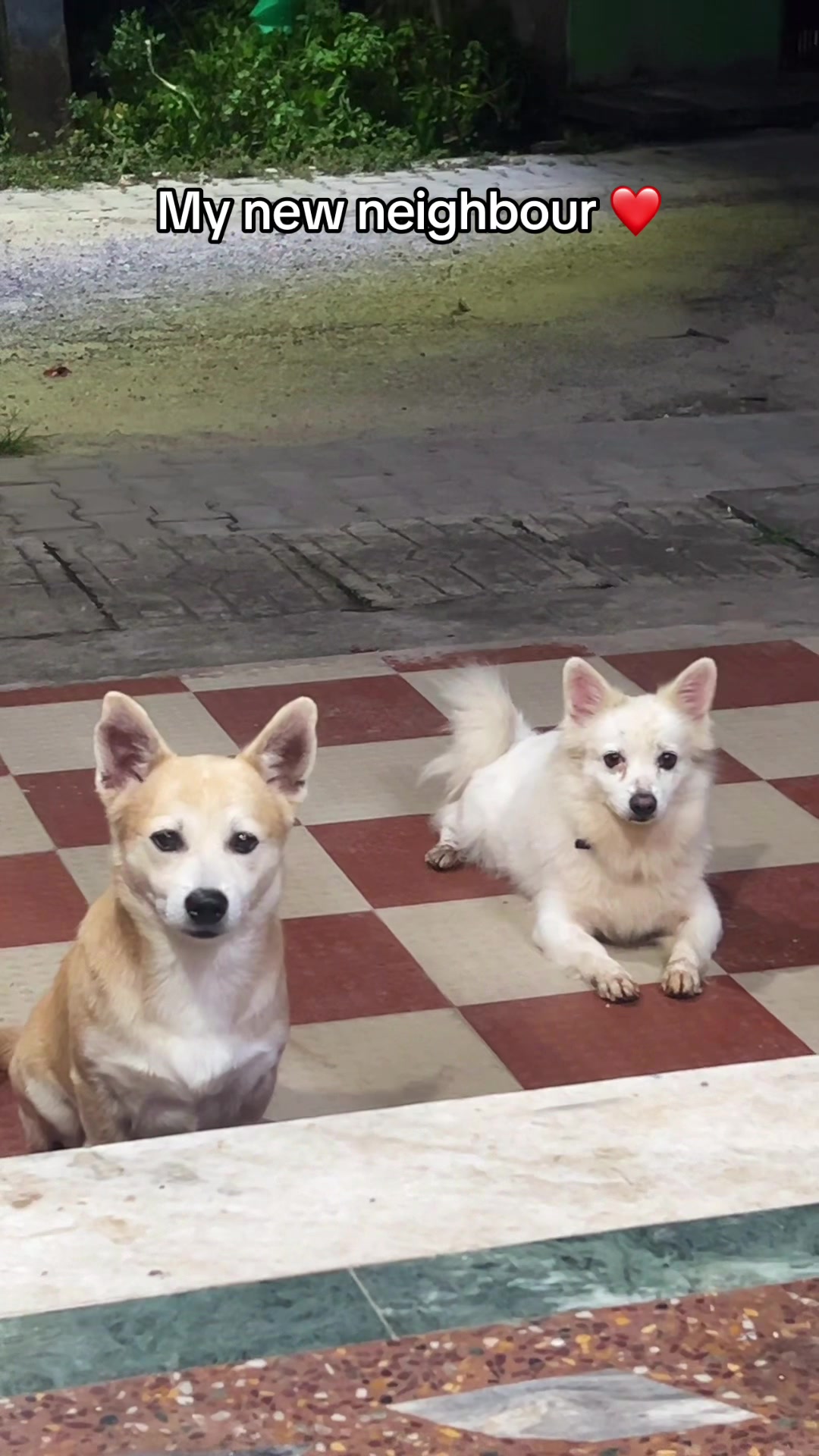 @Anshu shrestha 🐶