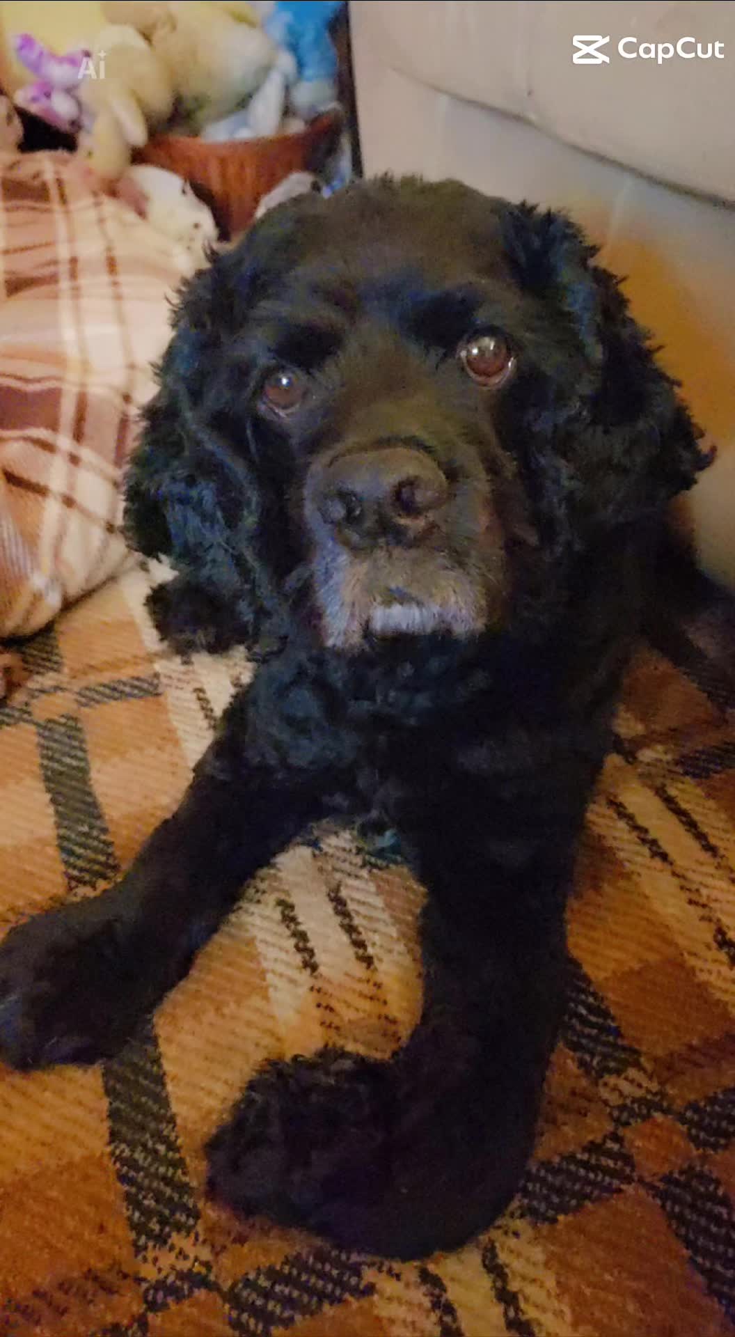 @belin_c71🐶🐕&zwj;🦺🐩