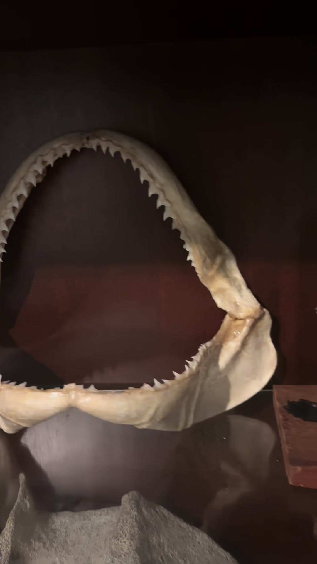 @Shark Jaw Displaying