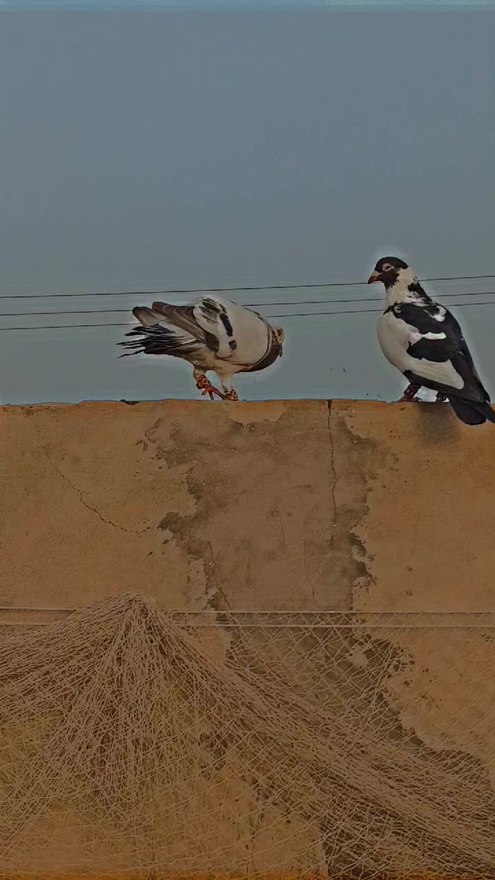 @Aleehaider990