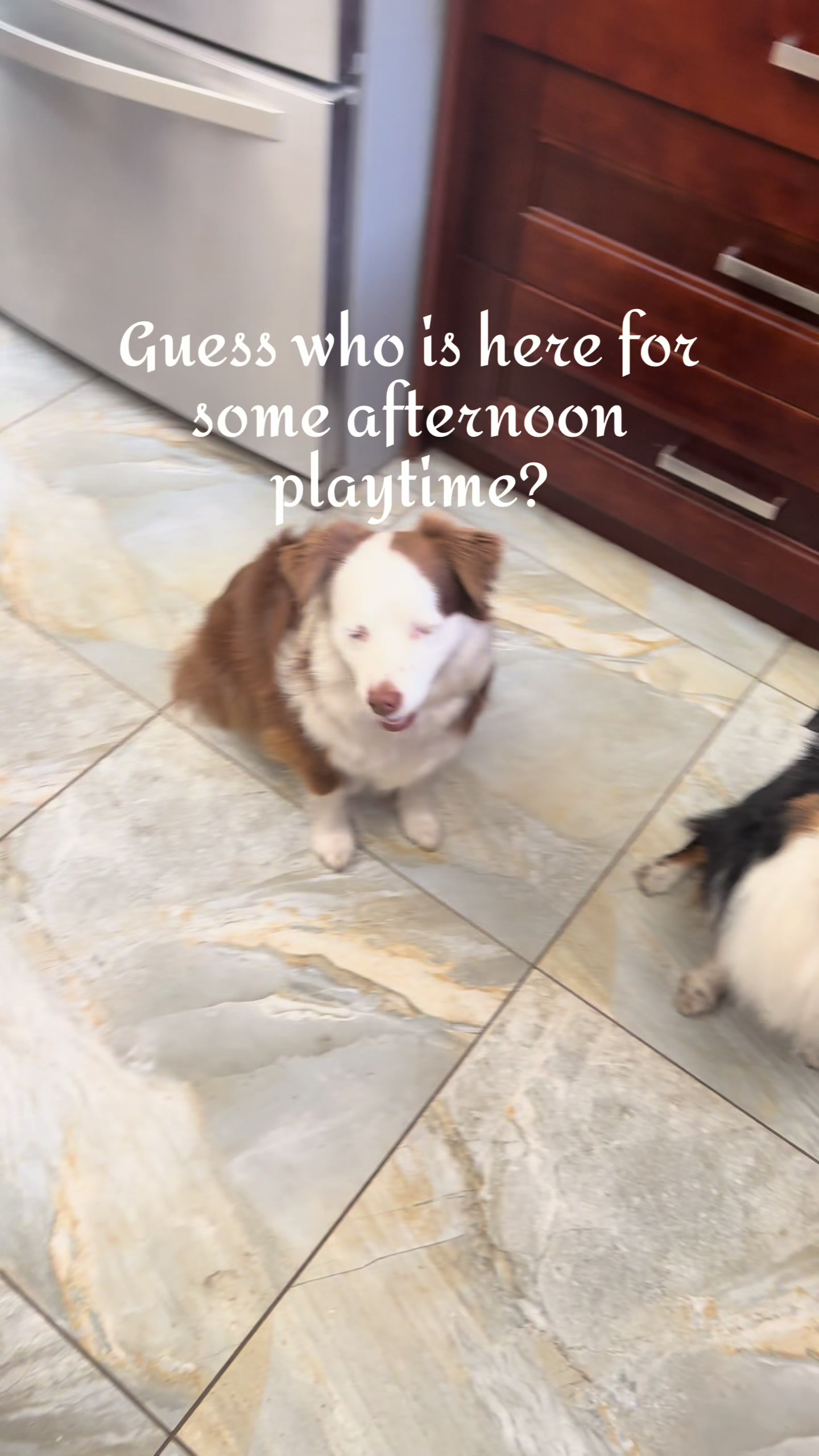 @RobertHouseDoglife
