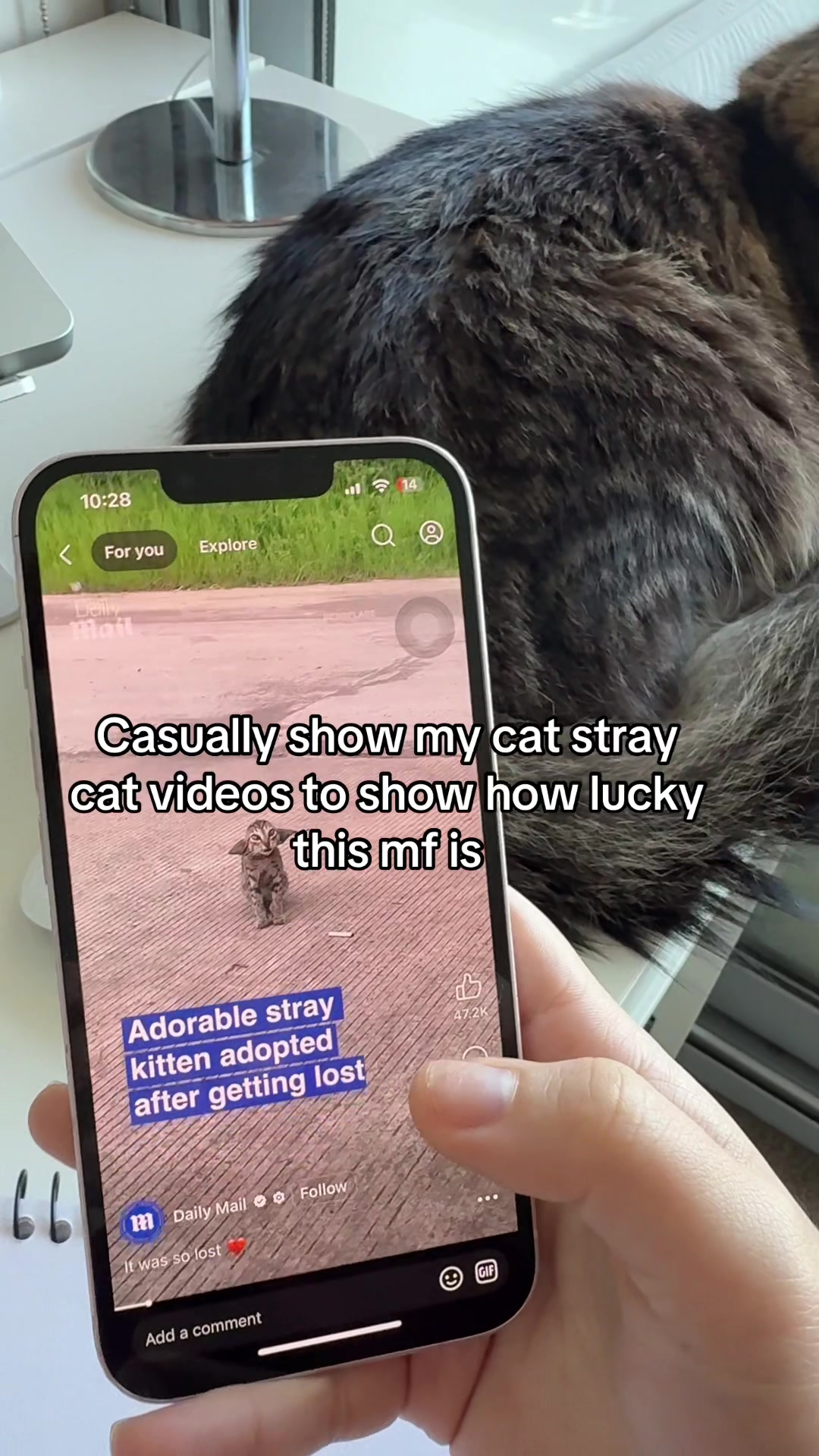 @Mozzie The Cat