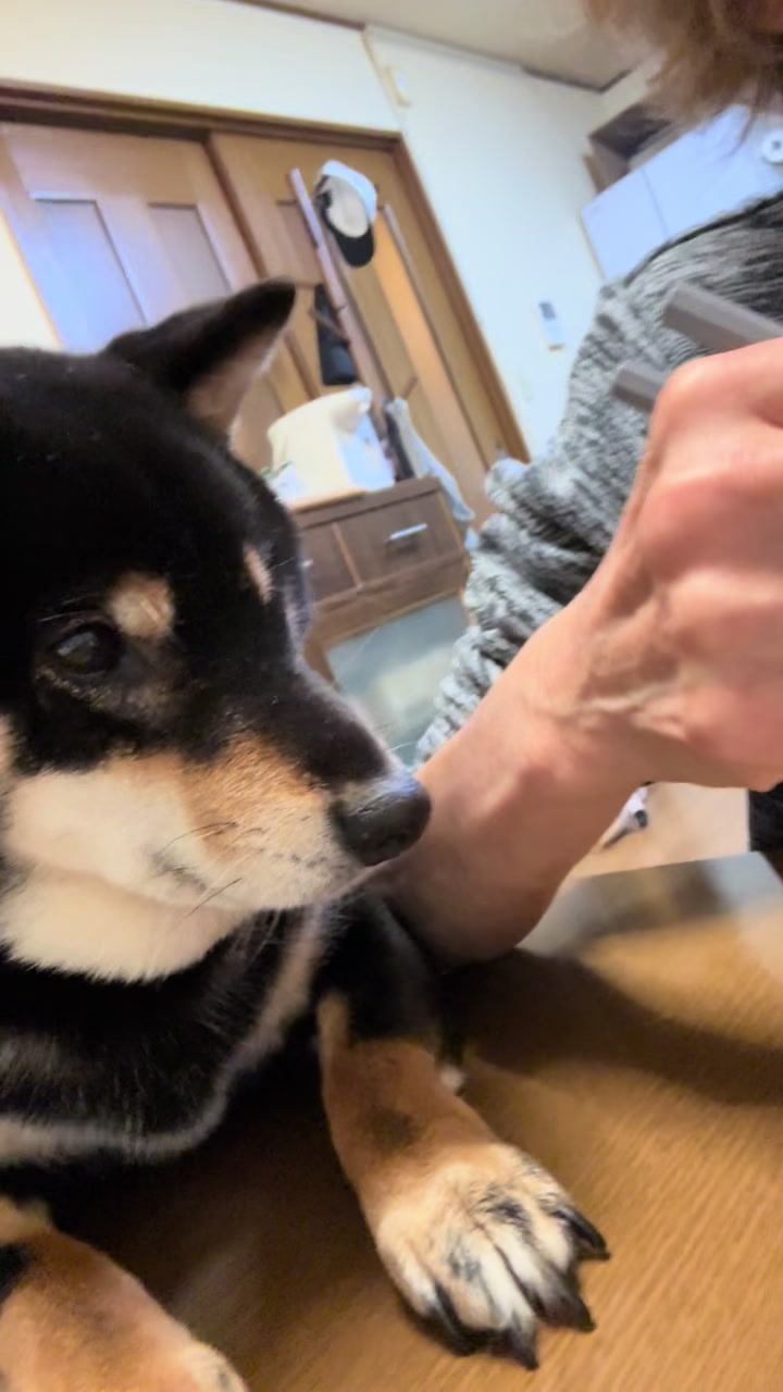 @まろたん🐕