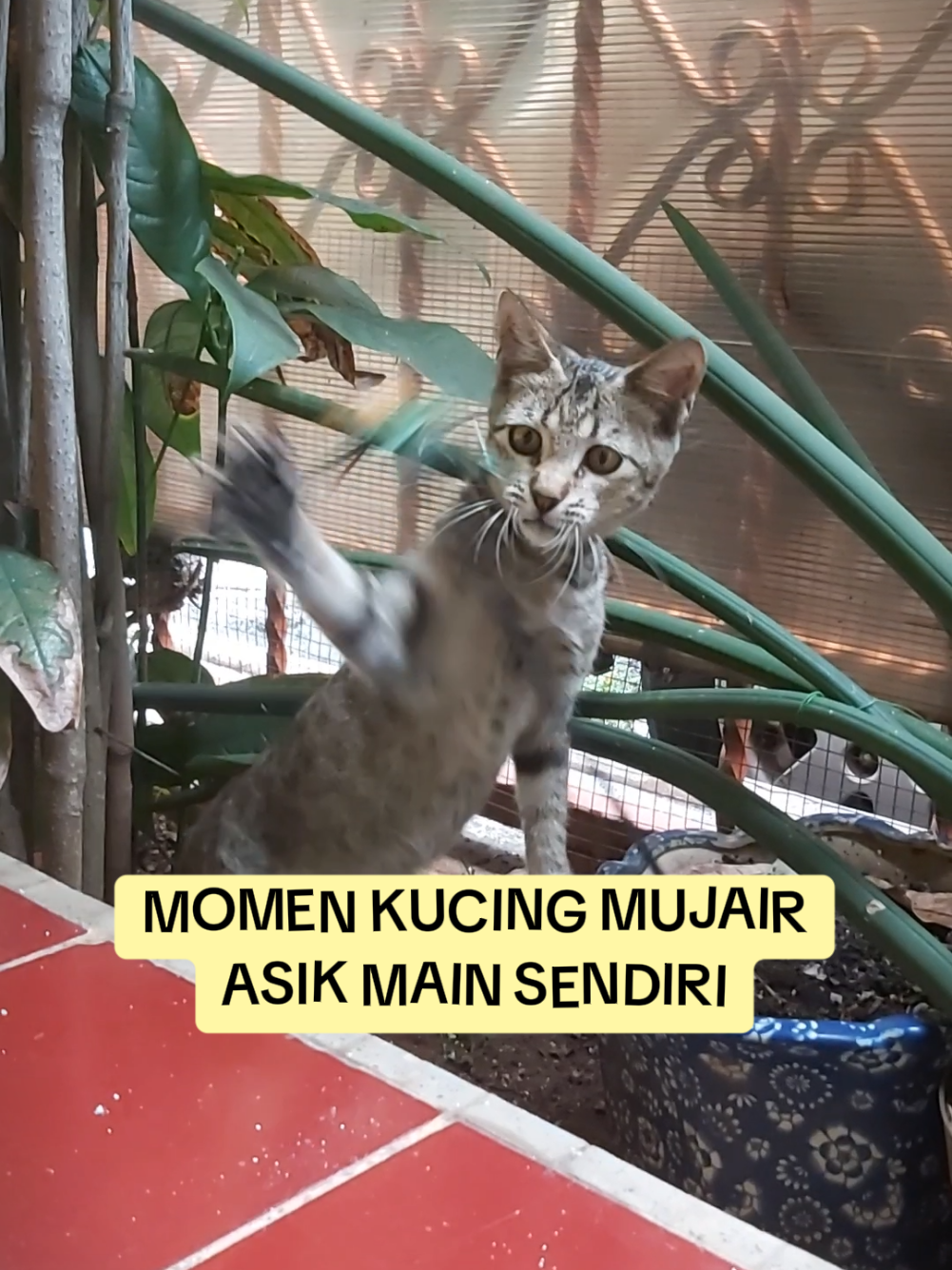 @meoweverydays