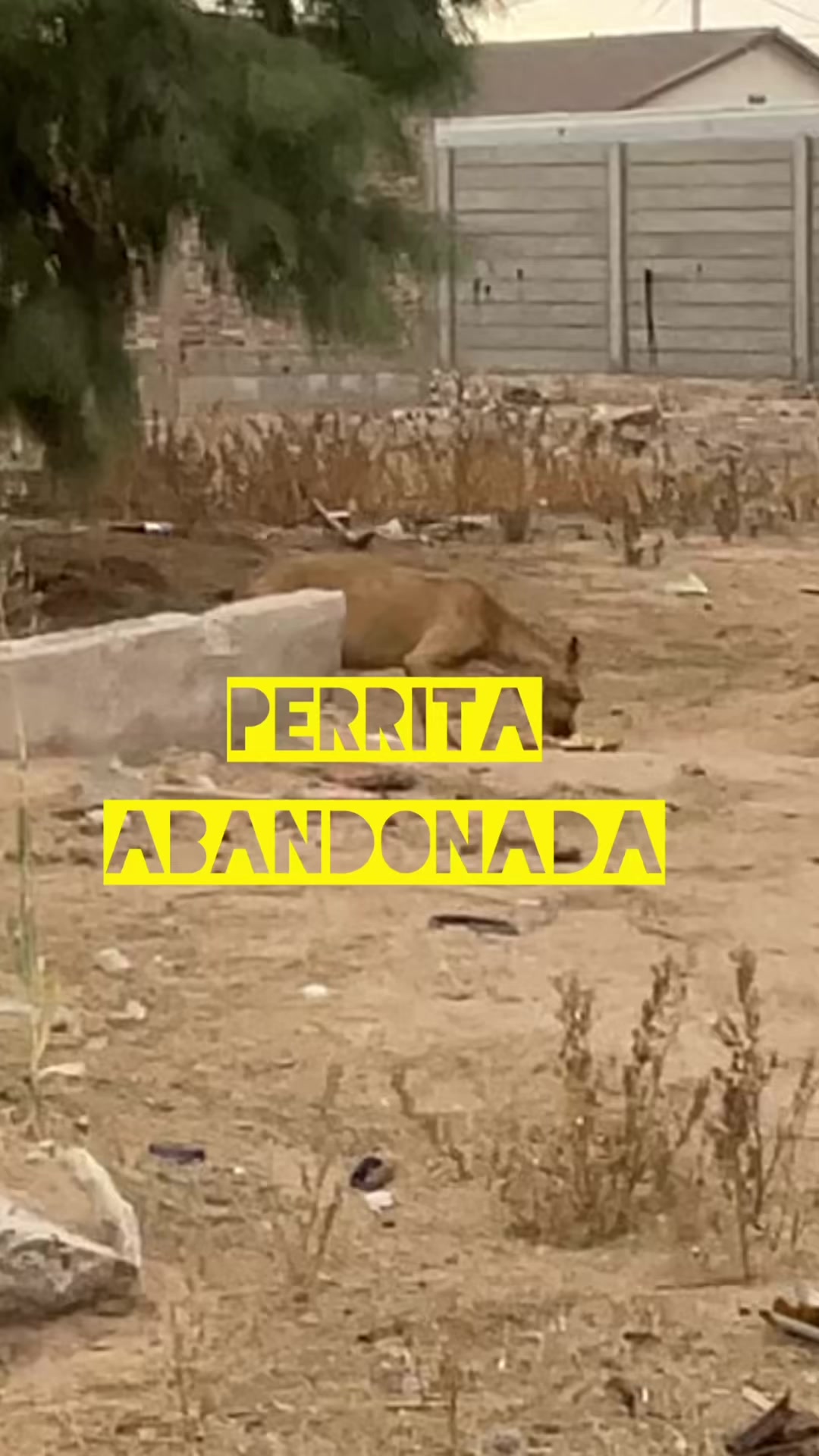 @iriysudiario