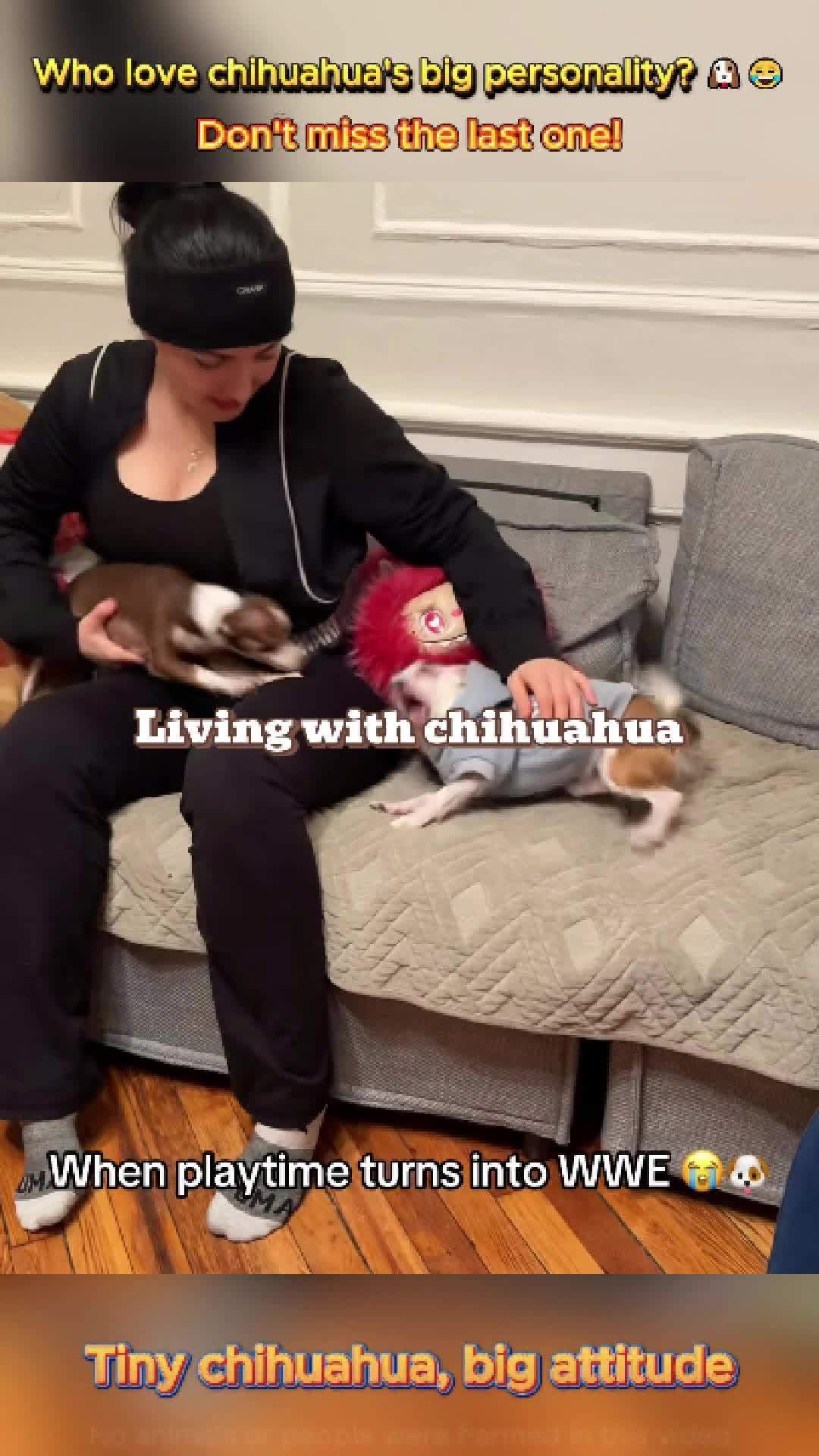 @pet.funny799