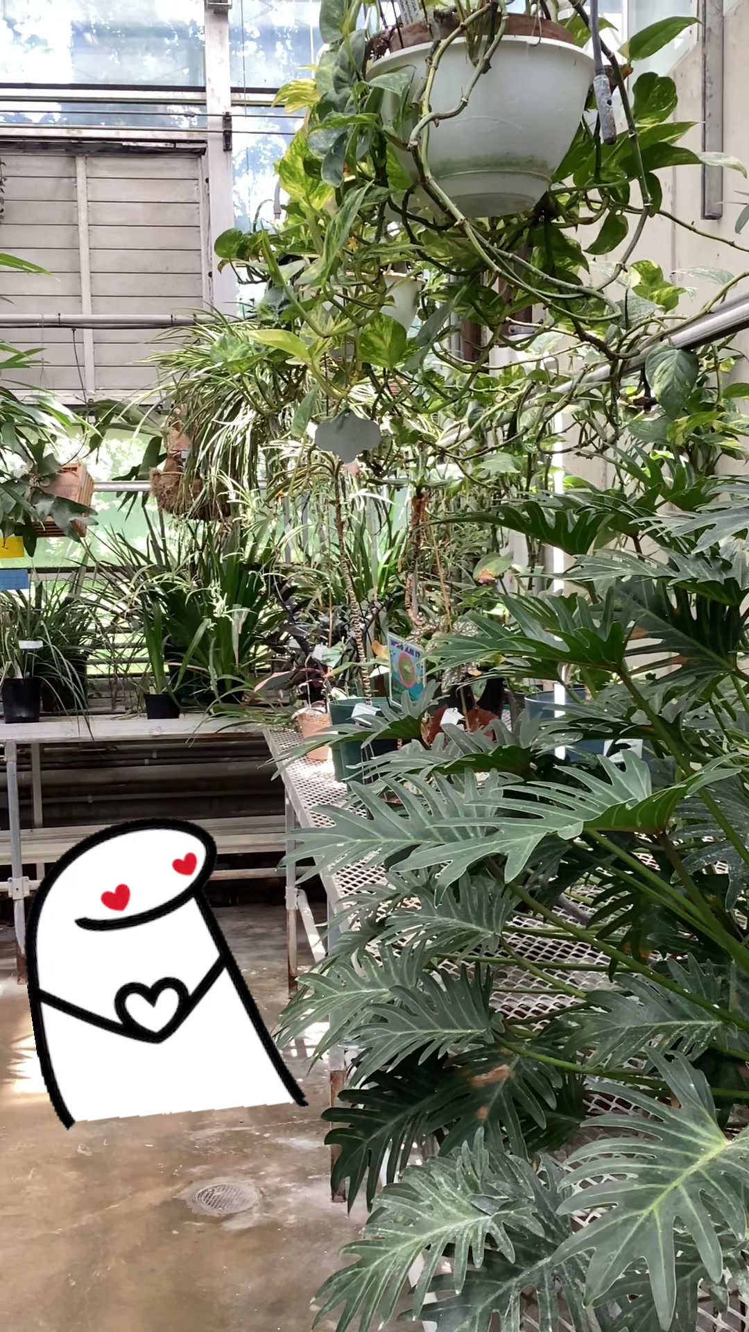 @bsu greenhouse