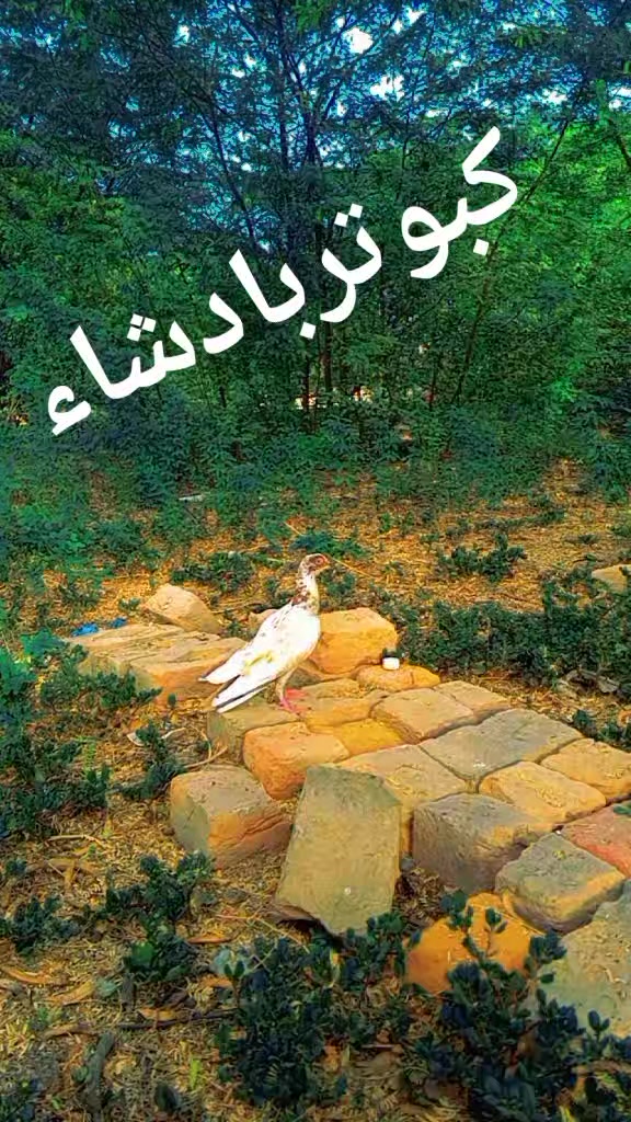@Muhammad Altaf