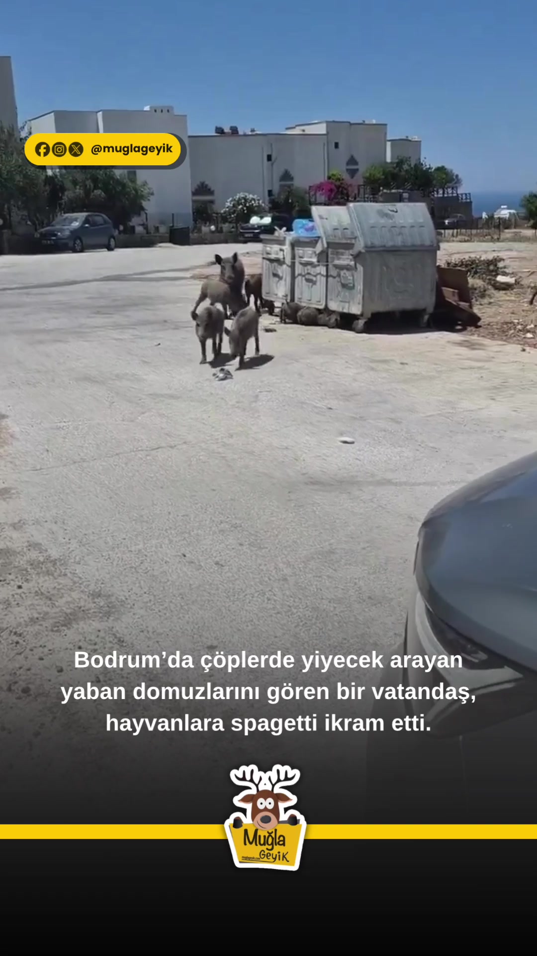 @Muğla Geyik