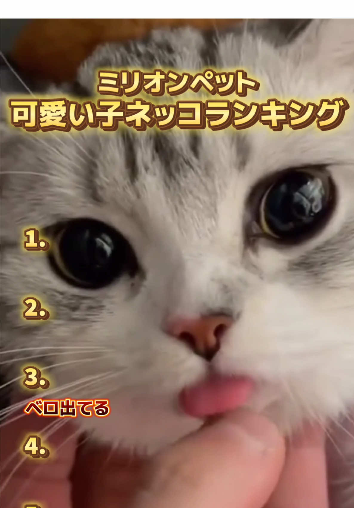 @ミリオンペット