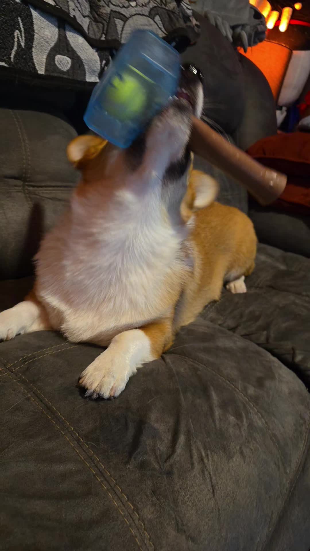 @B_Pets