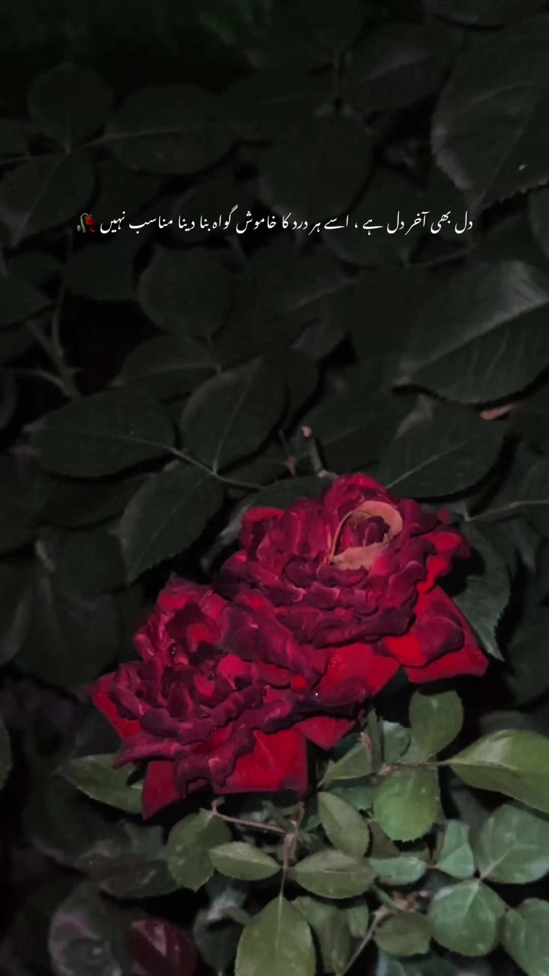 @Zyn6t9