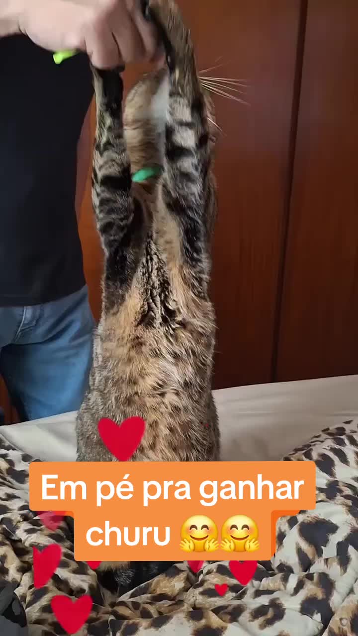 @MagdaAmoAnimais😾🐶🕊