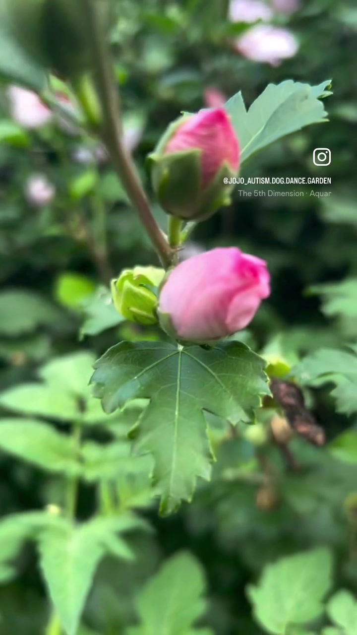 @jojo♥️autism💚garden💙dogmom