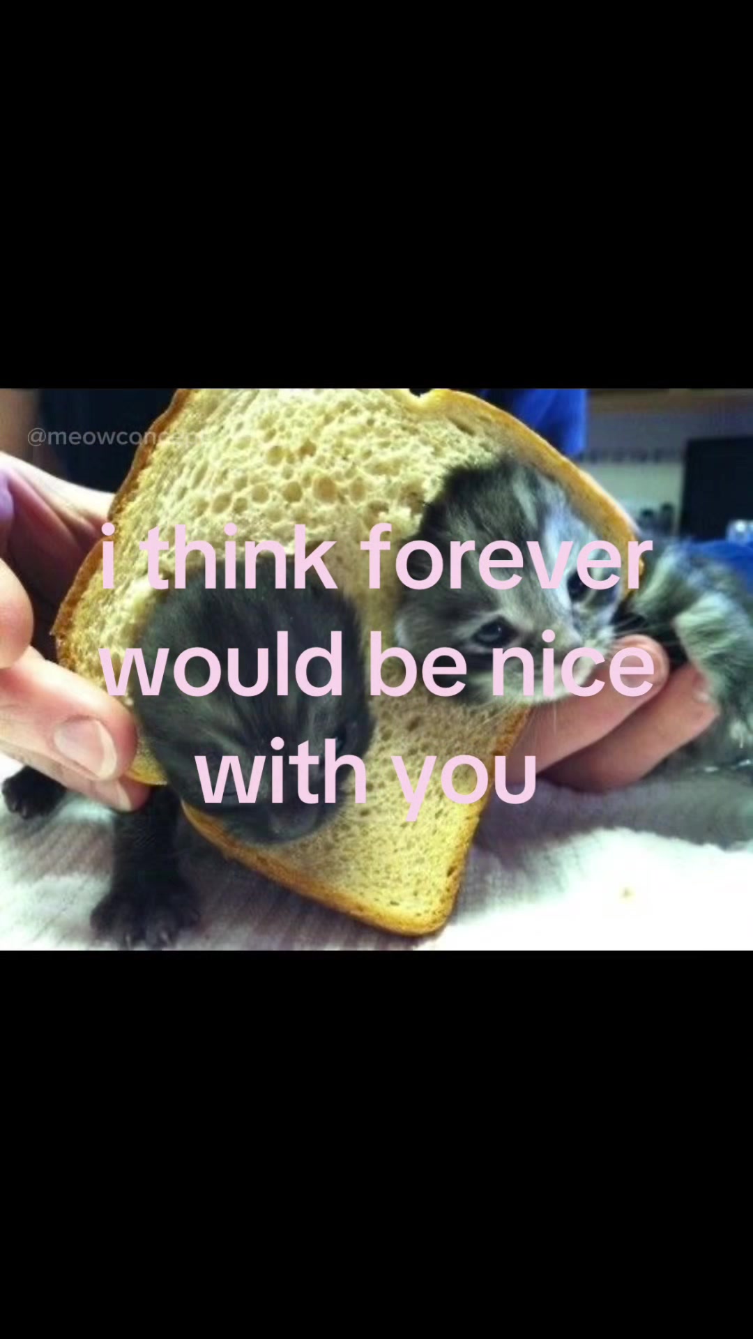 @meowconcept
