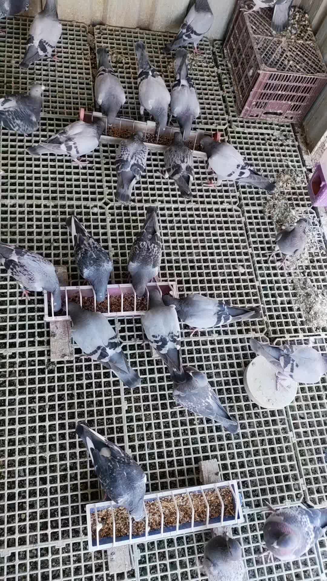 @duhok zajel